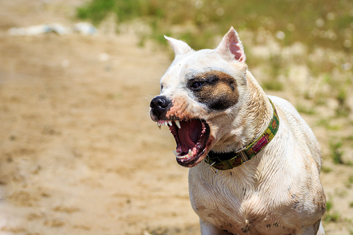 NJ Dog Bite Statute